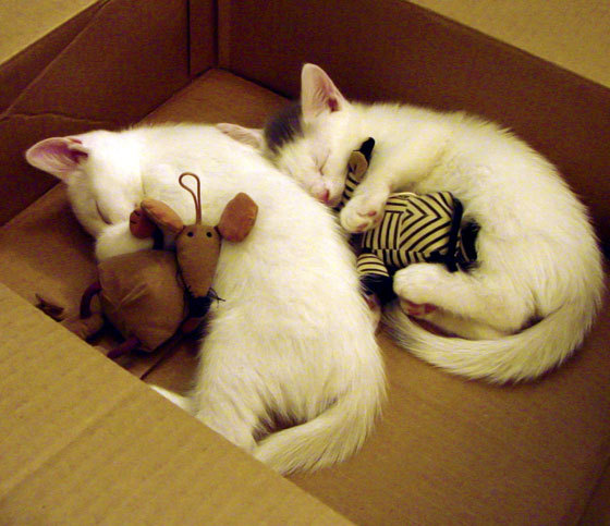 戈麦斯，欧冠半决赛之夜，那个悄然指挥交响乐的演奏家