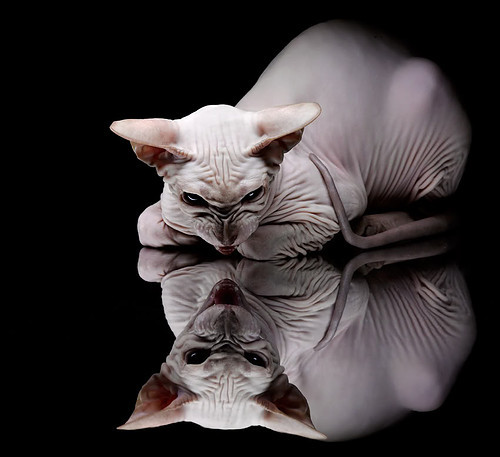 后防磐石与北非雄狮，斯通斯满分答卷背后，阿尔及利亚的晋阶与曼联的镜鉴