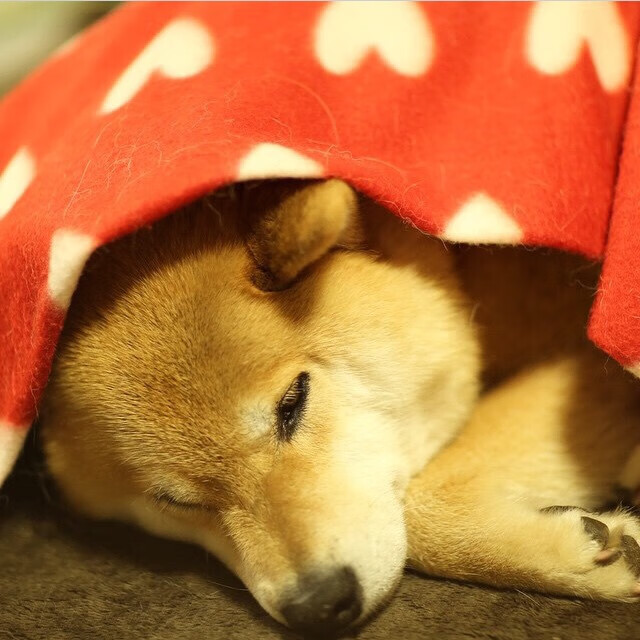 北境荣光,当基耶萨点燃战场,波兰如何用铁血与智慧击溃瑞典