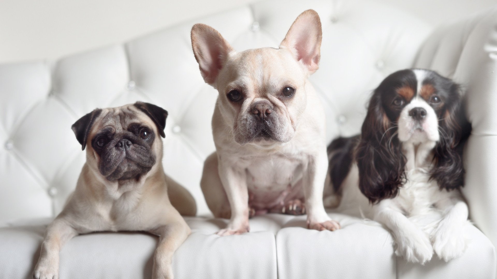 风暴眼对决,多特蒙德碾过郁金香,德荷足球暗战再燃烽火