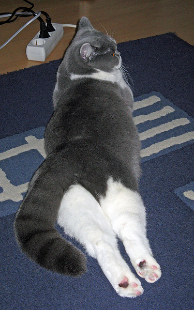 舞台越大越强,奥利维耶关键战助南非突围皇家社会