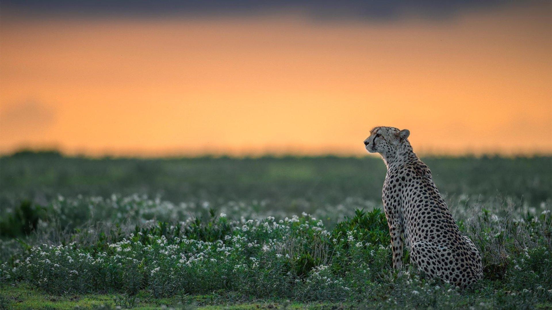 开云官网-足球之夜的双重震撼，洪都拉斯强行终结澳大利亚，门迪在意甲焦点战接管比赛