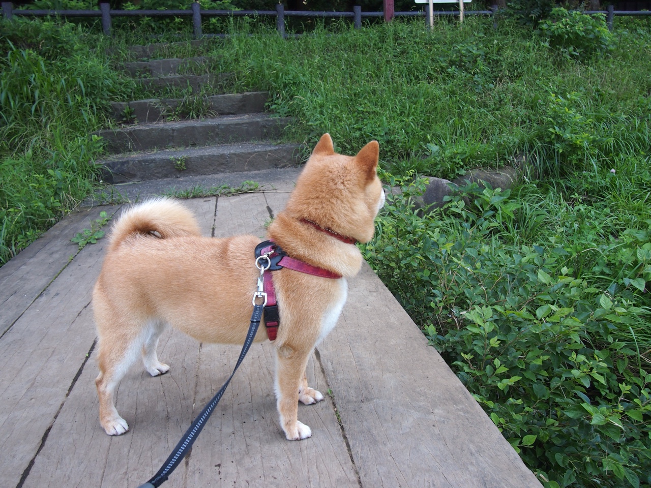 当世界杯的星空被篮球照亮，哈登在2026的跨界传奇之夜