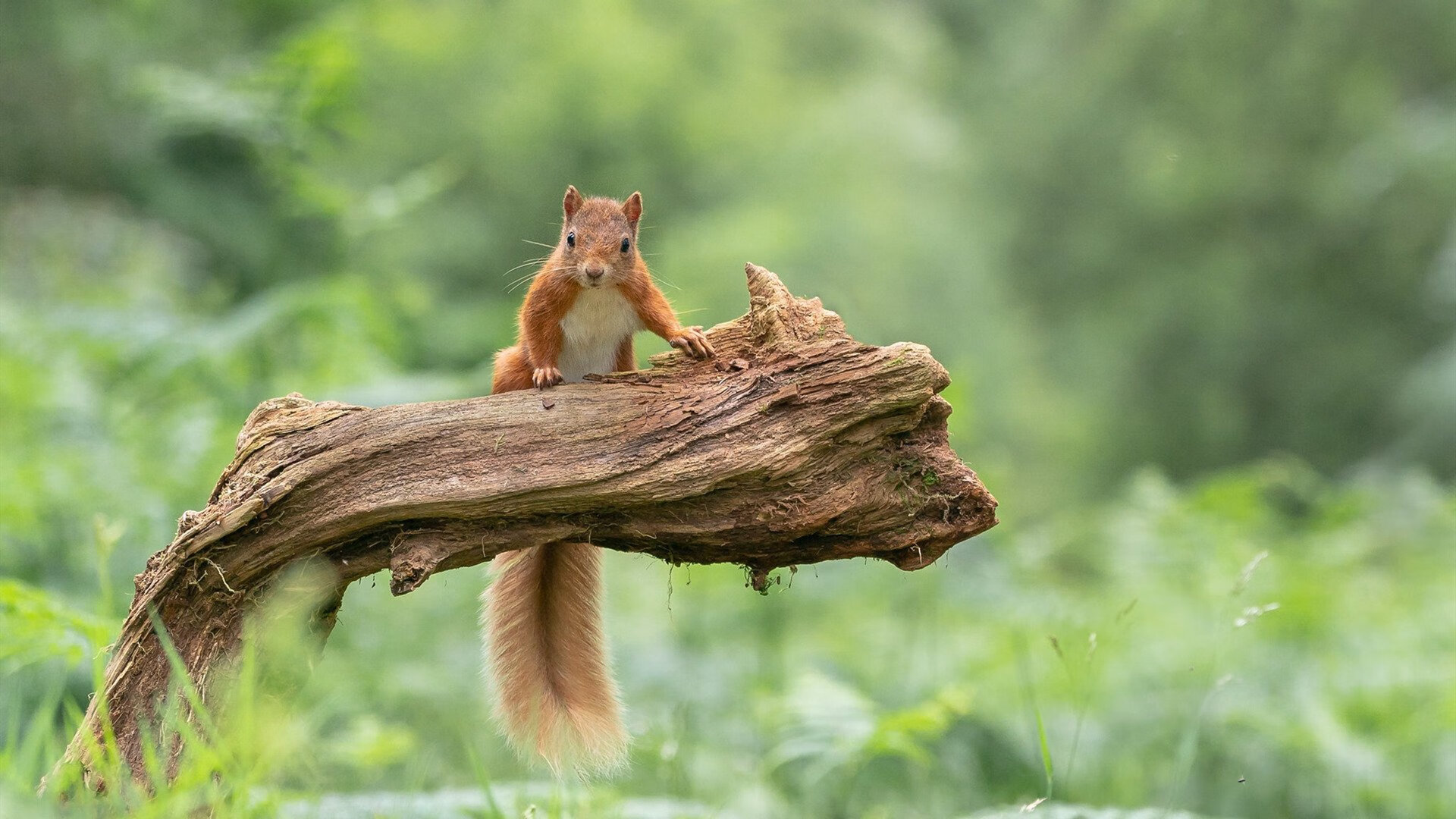 淬火成钢，奥运关键战浙江队血拼勇士的启示