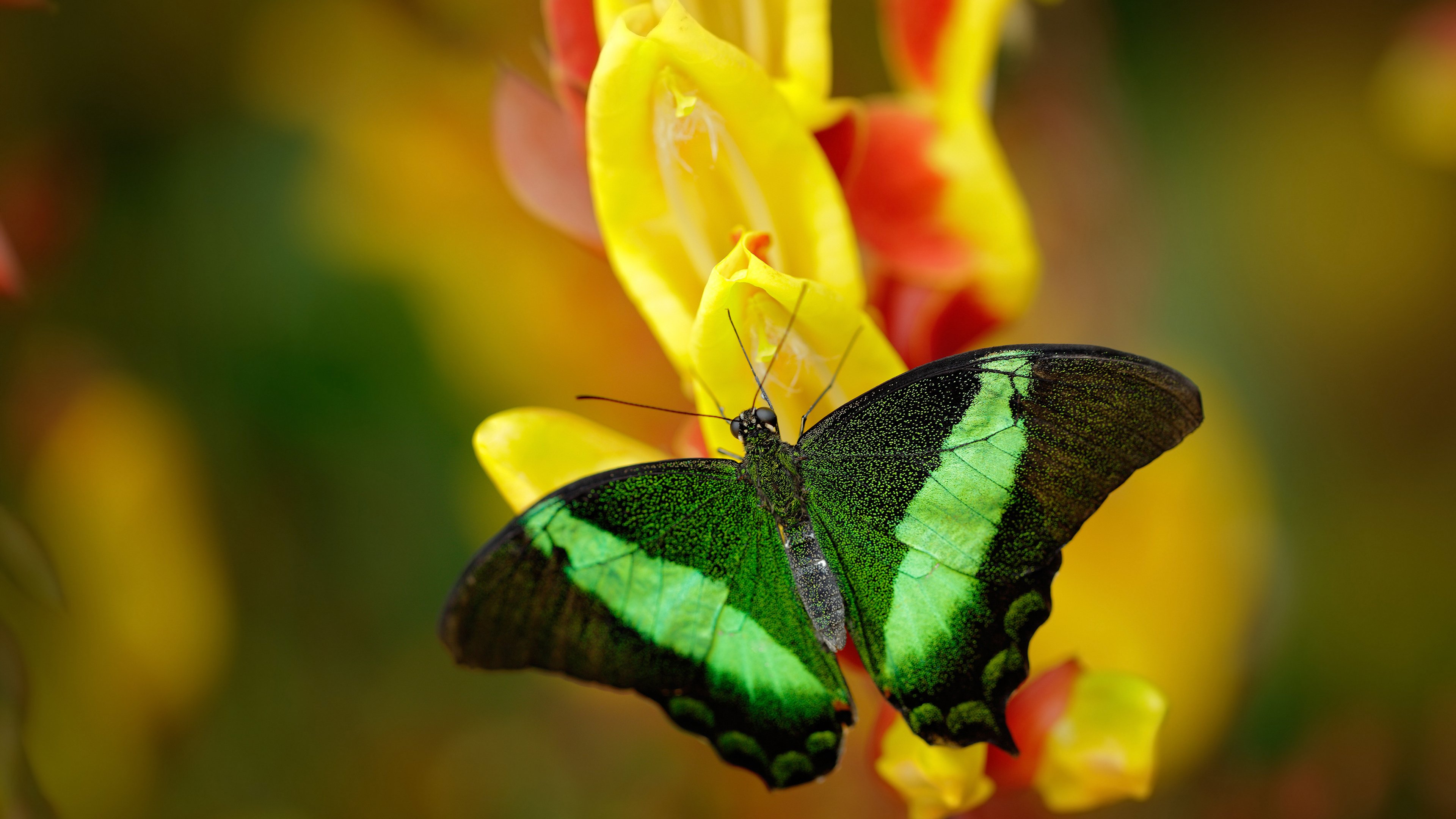 格列兹曼带动全队节奏，英格兰终结巴黎，一场战术对决的胜利