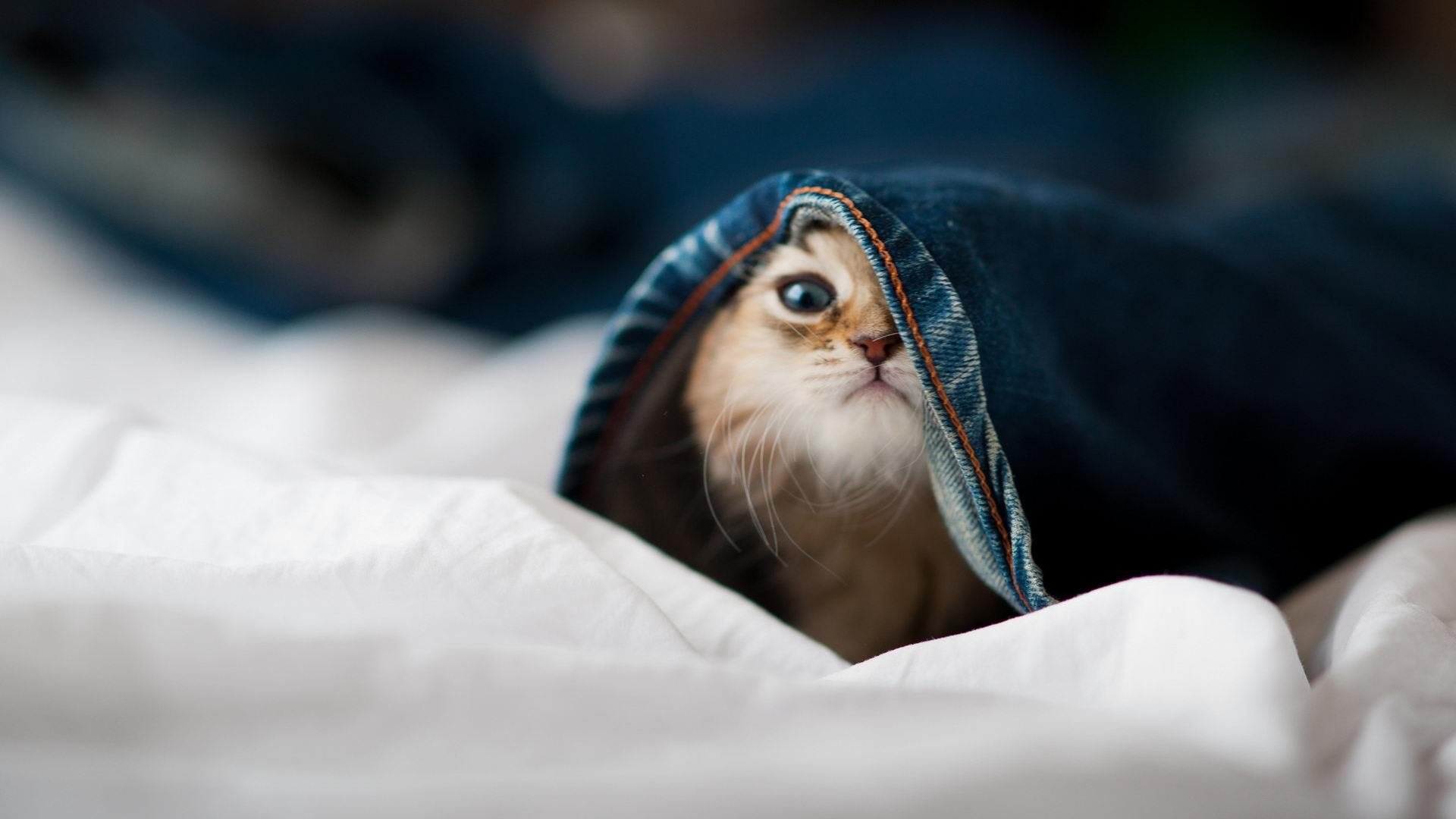 双城记，格纳布里爆发与厄瓜多尔绝杀—足球世界里的冰与火之歌