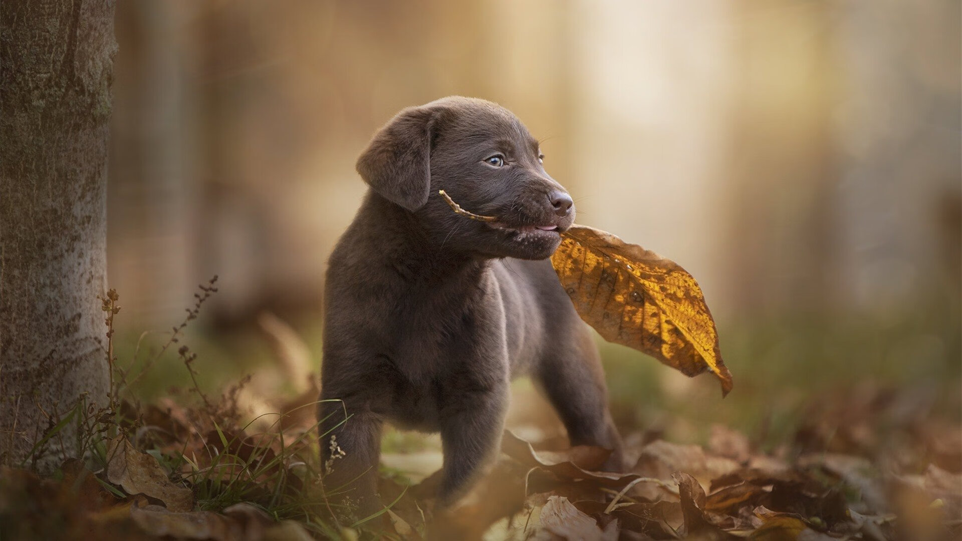 双城记，格纳布里爆发与厄瓜多尔绝杀—足球世界里的冰与火之歌